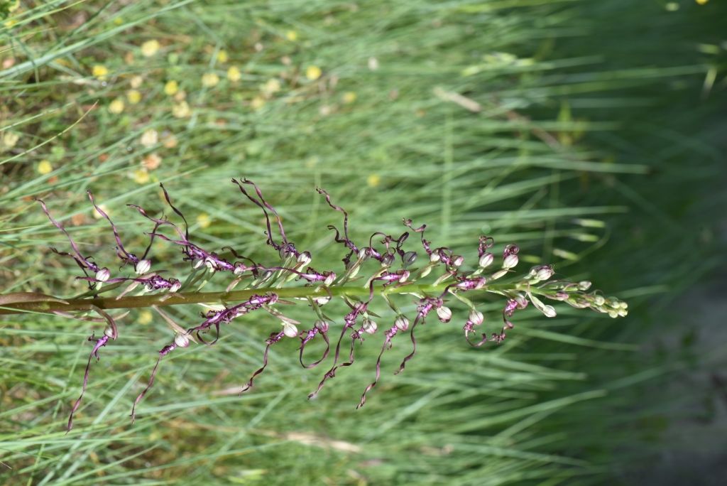 himatoglossum adriaticum?